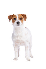 Jack Russel Terrier