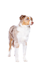 Miniature American Shepherd