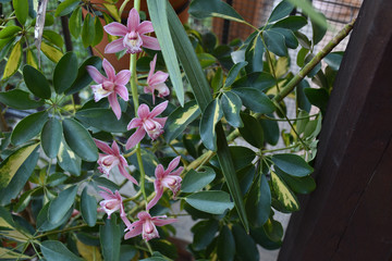 view of purple and white orchid flowers on background of green plants
