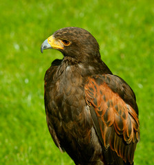 Harris Hawk