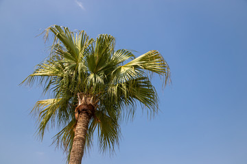 coconut tree or coconut palm on the blue sky background.