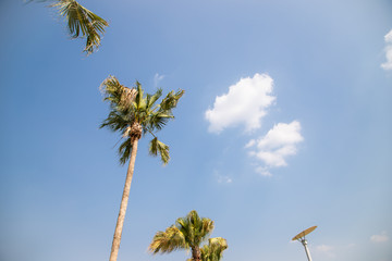 coconut tree or coconut palm on the blue sky background.