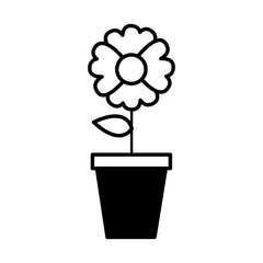 potted flower decoration