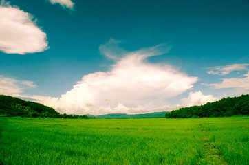 Rice fields and the sky