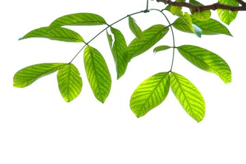 A twig of tropical tree leaves with sun light on white isolated background for green foliage backdrop 