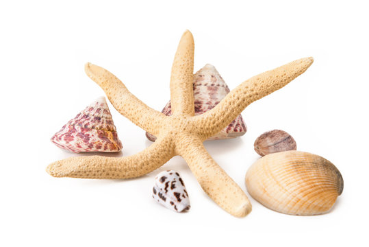 Mix of seashells and starfish