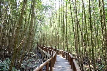 Obraz premium A curved wooden bridge into the mangrove forest with sun light and wet ground 