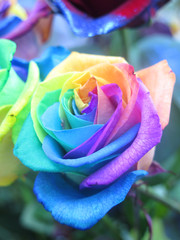 Fototapeta na wymiar rosa tricolor arcoiris