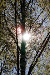 Obraz premium Sonnenstrahel im Frühling