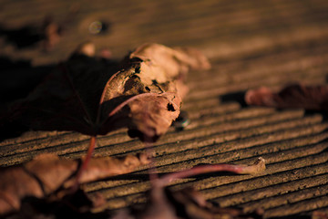 Blatt in der Herbstsonne