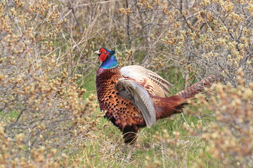common pheasant (Phasianus colchicus) Texel, Holland 