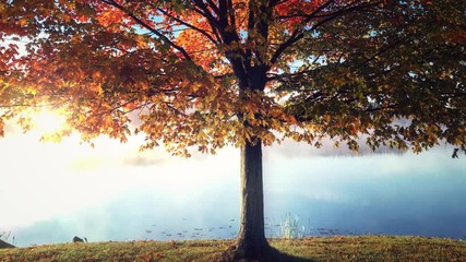 Tree Pond 4K Living Background