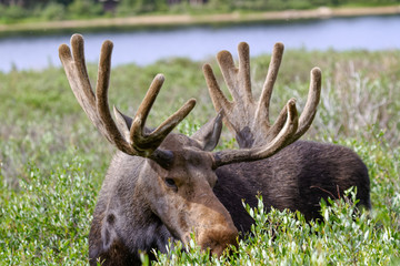 Bull Moose Munching on Willows in the Rocky Mountains of Colorado