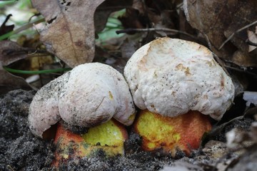 Boletus rhodoxanthus 