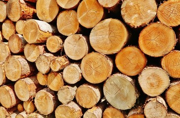 Holzstapel