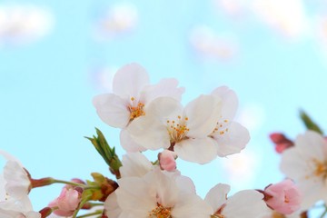 Obraz premium 春はあけぼの