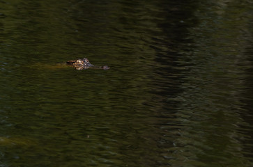 American Alligator Submerged Swimming the Swamps of Georgia