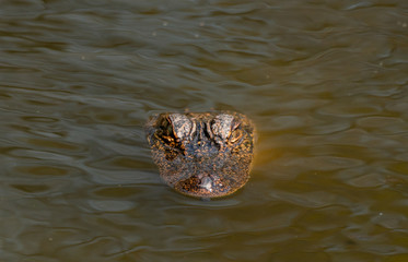 A Young American Alligator Waiting for Dinner to get too Close