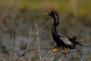 A Beautiful Anhinga Perched in a Tree and Calling