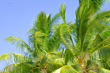 Obraz premium PALMERAS 02