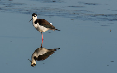 A Black-necked Stilt with Reflection Searching for Food along a River bank in South Carolina