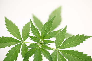 cannabis leaf on green background