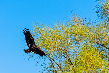 Young bald eagle (Haliaeetus leucocephalus) also known as white-headed or white-tailed eagle, sea eagle or American eagle