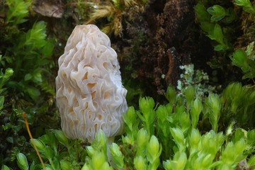 Morchella conica, Morel