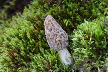 Morchella conica, Morel © bobleccinum
