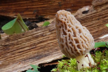 Morchella conica, Morel © bobleccinum