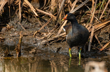 Common Gallinule in South Carolina Wetlands