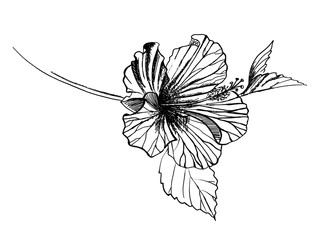 vector sketch floral