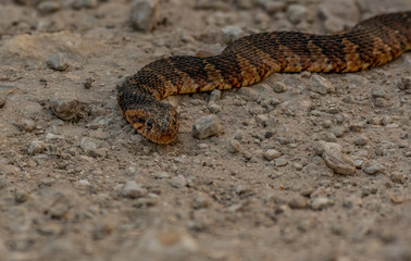 A Beautiful Northern Water Snake on a Wetlands Road