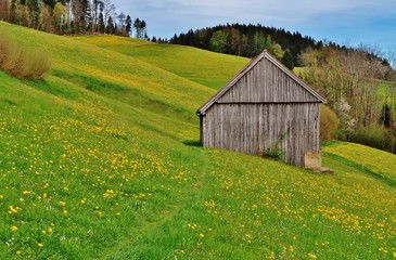 Obraz premium Scheune auf der Weide