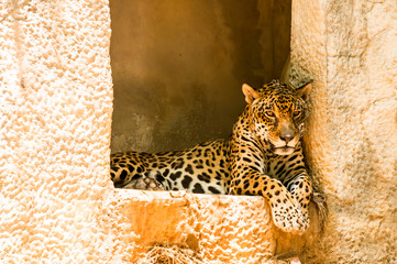 Jaguar  laying in Chiangmai Thailand