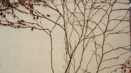 BOSTON IVY IS ATUMN