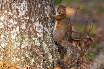 A Cute Pine Squirrel Observing an Intruder © Kerry Hargrove
