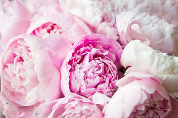 Pink peonies blossom background. Flowers.