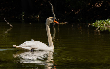 A Beautiful Mute Swan Swimming in a Lake