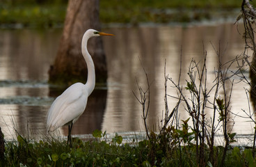 A Great Egret at Shore of Lake in South Carolina