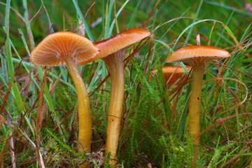 Hygrocybe laeta © bobleccinum