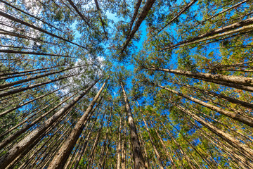 Fototapeta na wymiar Japanese cypress forest