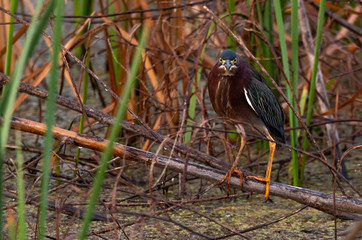 A Beautiful Green Heron Stalking Prey in the Wetlands of Georgia