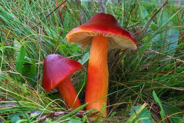 Hygrocybe punicea
