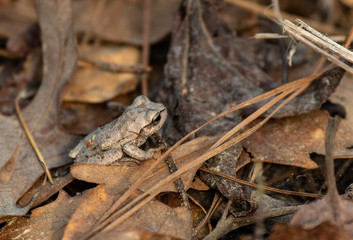 An Adorable Mountain Chorus Frog Blending in with Its Surroundings