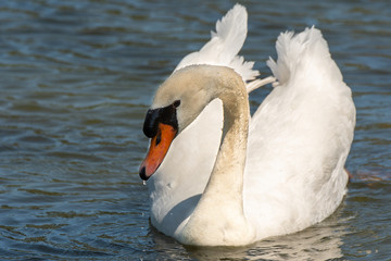 Mute Swan Close Up in Georgia