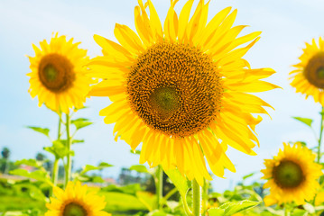 Obraz premium Sunflowers blooming on blue sky background ,fresh & daylight summer concept.