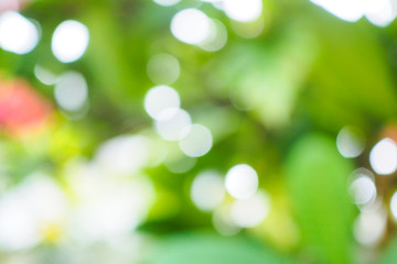 Obraz premium Abstract green bokeh background for nature decoration