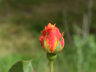 Ce bouton de rose orange deviendra une magnifique et parfumée rose