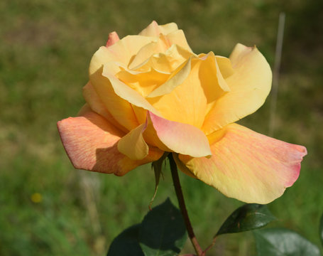 Finesse et parfums divers pour cette tr&egrave;s jolie rose jaune